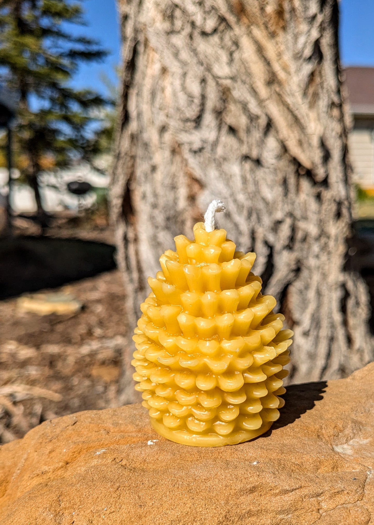 Pinecone 100% Beeswax Candle